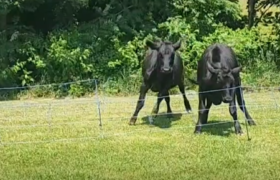 Moving the Cows  