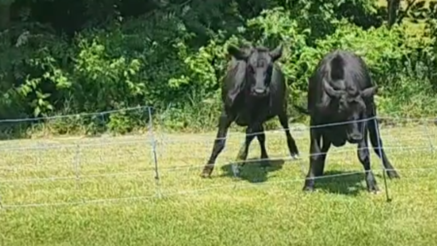 Cows on the move