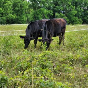 Our Grass-fed, Grass-finished beef on pasture.