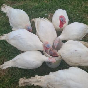 Turkeys eating from a bucket