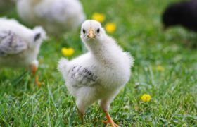 What is Pastured Poultry?