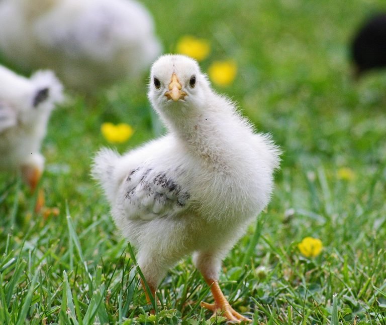 Broiler Chick