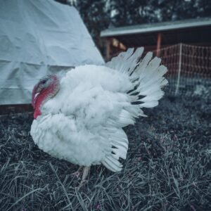 Pastured Turkey