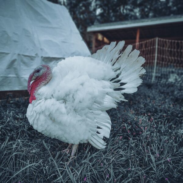 Pastured Turkey